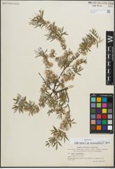 Foto von Salix repens subsp. rosmarinifolia (L.) Andersson